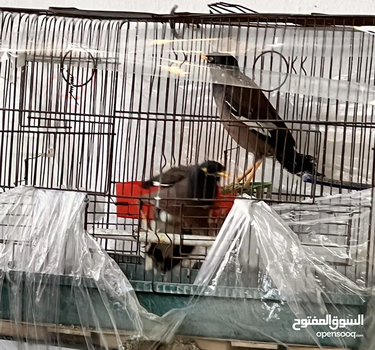 جوز طائر المينا اقرأ الوصف