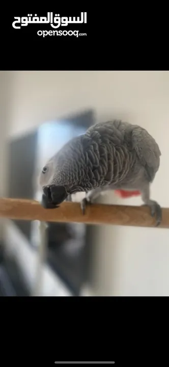 Rio - Locally bred, talkative, African Grey Parrot  ريو - ببغاء كاسكو وُلد محليًا، محب ومتحدث بارع