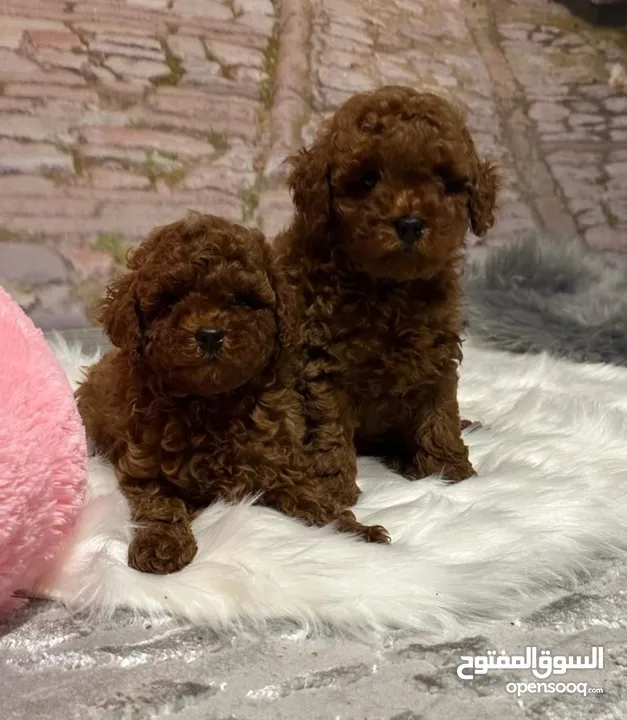 CHARMING RED TOY POODLE PURE BREED HOME RAISED  HEALTHY PUPPIES