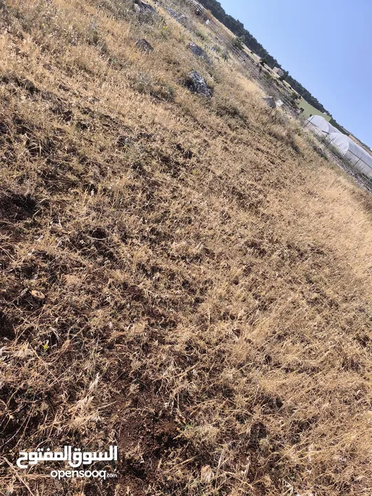 بيع قطعة الأرض في طوباس