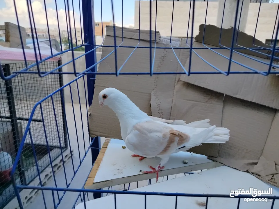 حمام بلدي وانواع اخره   بحاله ممتازة شغالات 14جوز وهاي بعض الصور