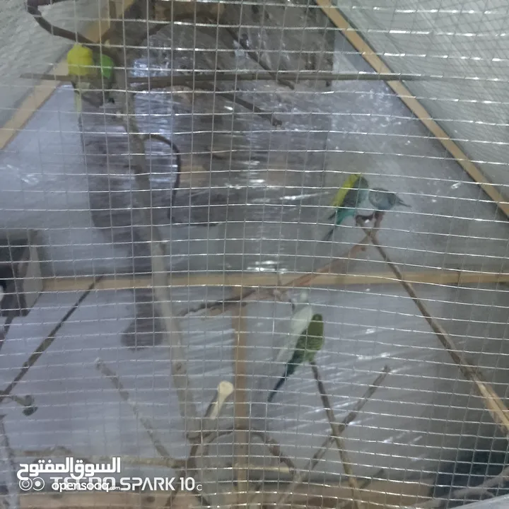 مطير عصافير حجم كبير