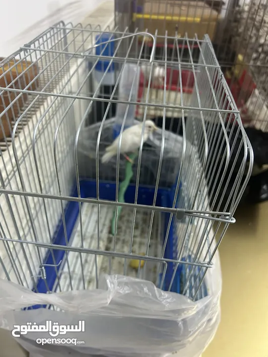 طيور كنار انواع جميله