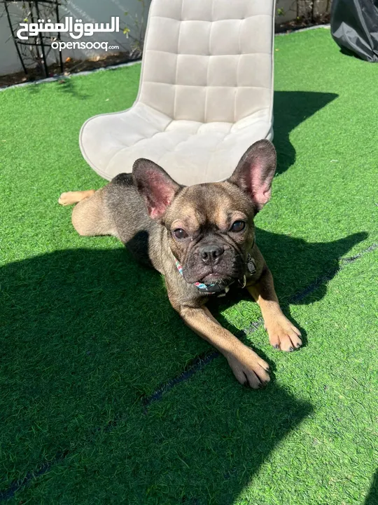 French Bulldog Female