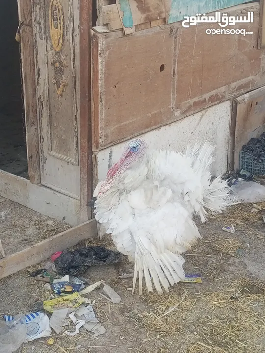 طقم حبش ابيض
