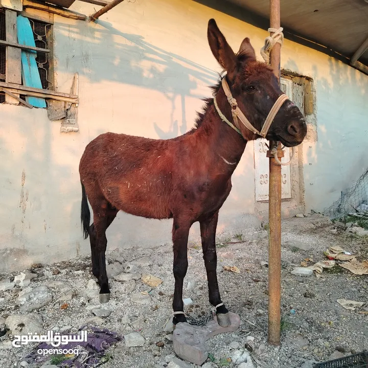 فحل بالصلاه عالنبي عمره 3سنين ارتفاع 114 صحه ونظافه كفاله حراث واركوب وتحميل للبيع او البدل علئ حمار
