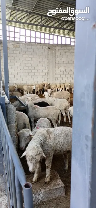 خرفان روماني