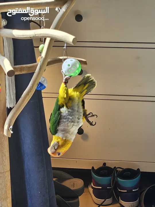 White bellied caique parrot