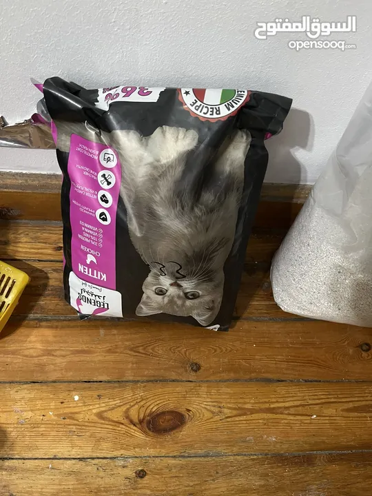 قطة شيرازي مع حاجاته