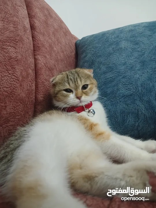 أنثى سوكتش فولد بيور مميزة جداً مع كامل أغراضها