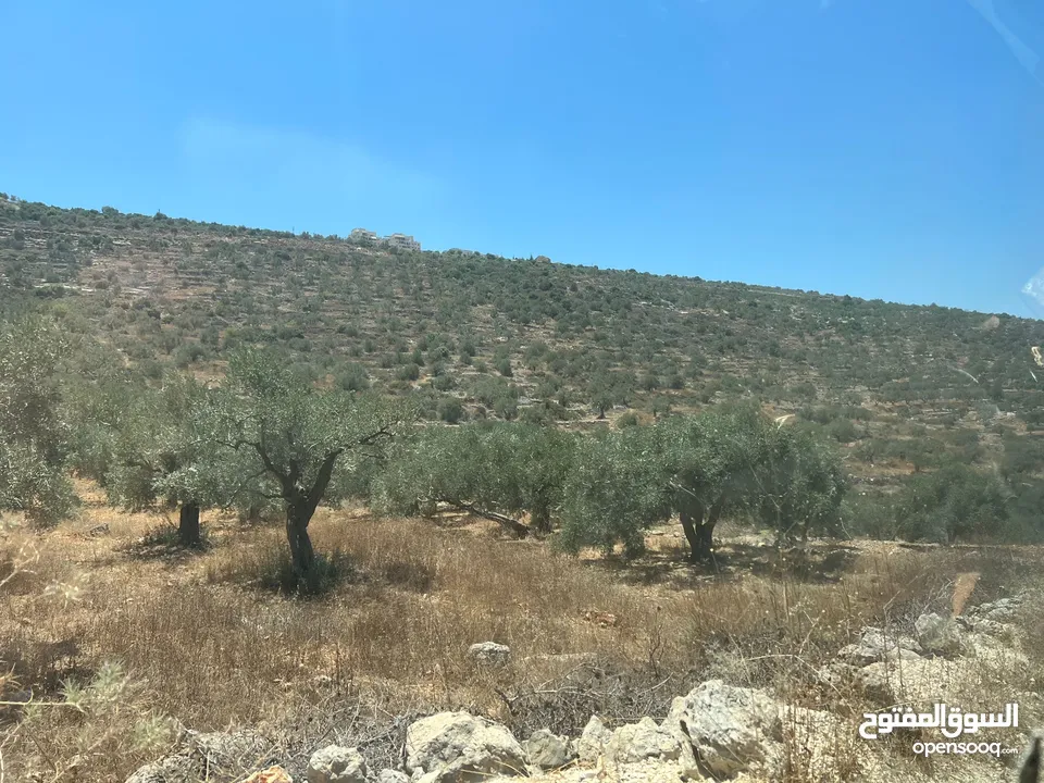 Land for Sale – Marda, Salfit (13.8 Donums)  أرض للبيع – مردة، سلفيت (13.8 دونم)