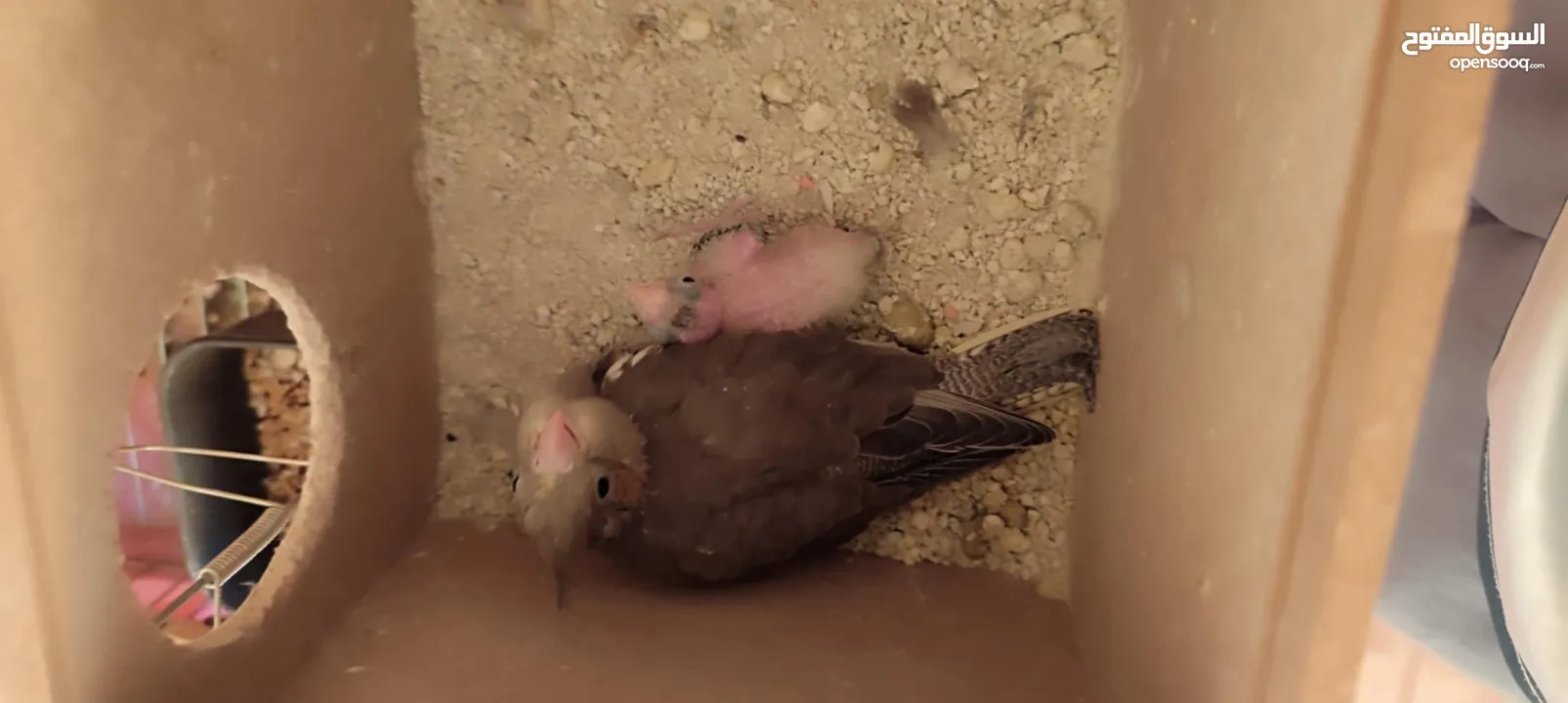 موجود جوز كوكتيل شغالات ميه الميه