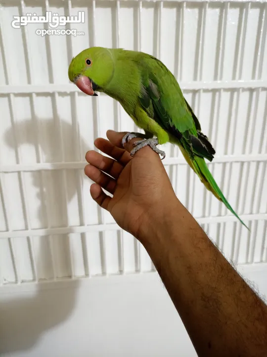 انثى دره هندي منتجه