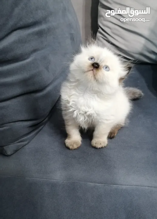 ragdoll seal point mitted pure