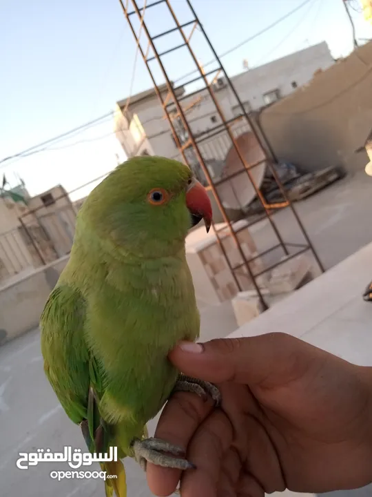 ببغاء الدرة الهندي