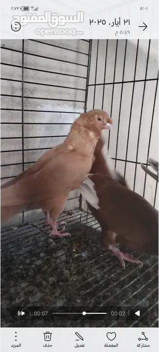 جوز كشكي اصفر طيره عجمية فحل هومر جوز مسكي