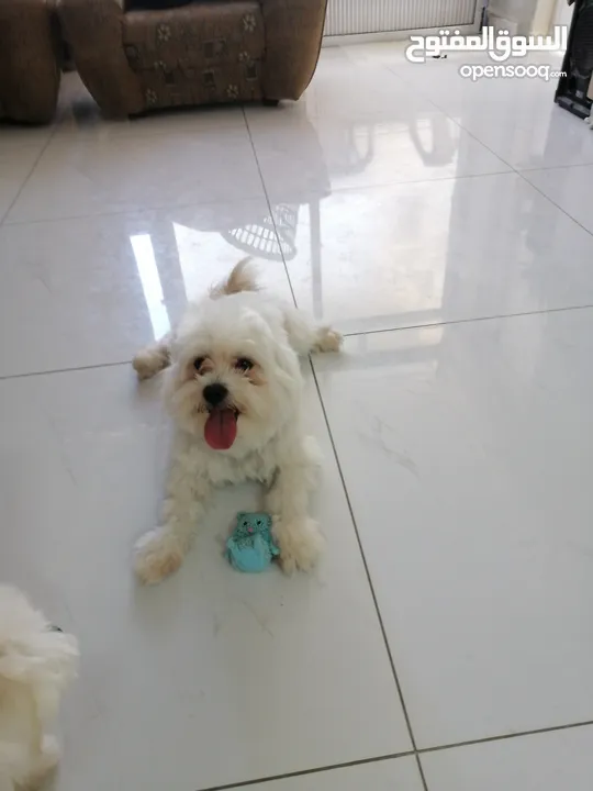 ذكر وانثى  فرنش تيرير عمر شهرين الأنثى والذكر سنتين puppy 2-months - French Terrier female & boy
