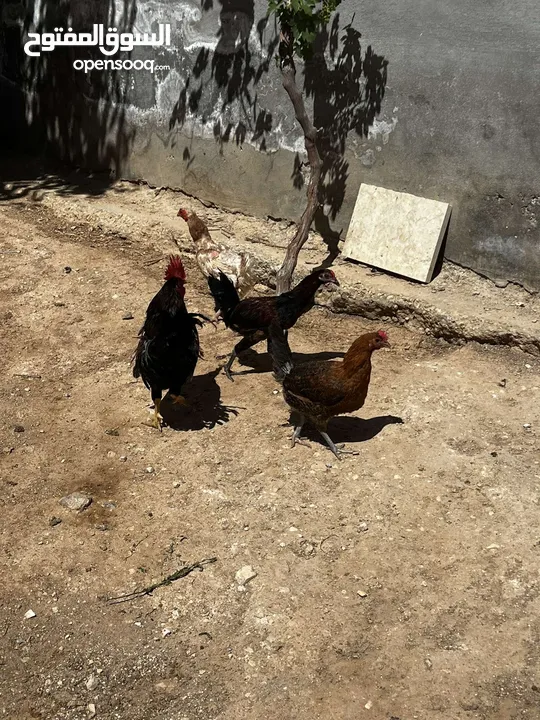 جاج للبيع جاج