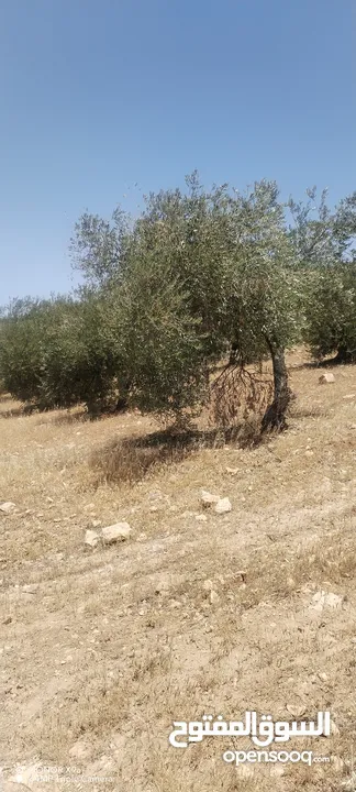 3600متر مزروعات باشجار الزيتون كامل القطعة مطلة وكاشفة