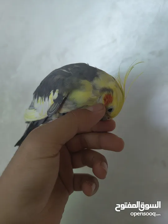 ذكر كوكتيل متكلم شوف الوصف .........................................................................