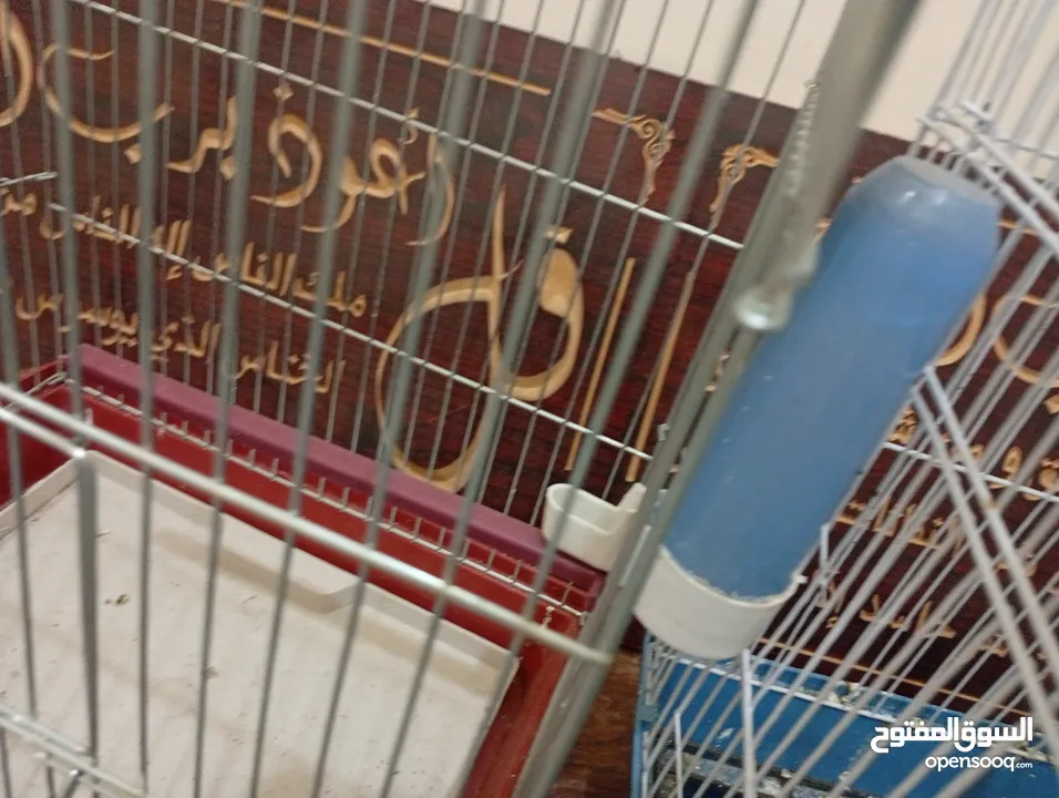 قفصين واحد جديد و تاني مستعمل