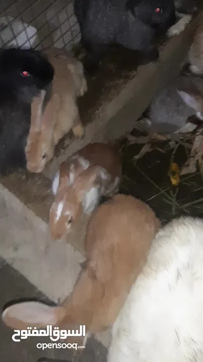 للبيع أرانب هولنديات عمانيات جاهز للإنتاج