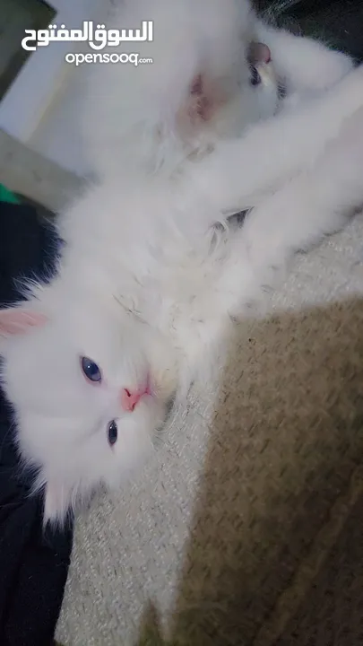 Available kittens for sale high quality breed Cats (Silver British breed & Scottish straight breed.)