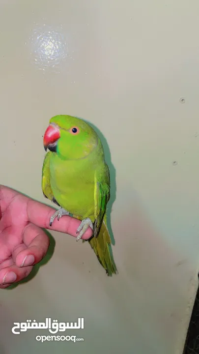 Female green neck hand tamed parrot