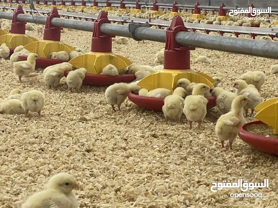 تجهيز وبناء مزارع الدواجن المغلقة