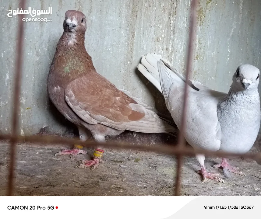 للبيع جواز منتجة