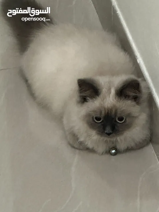 Himalayan cats