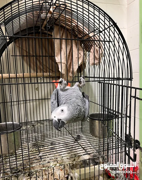 For Sale Trained African Grey Parrot