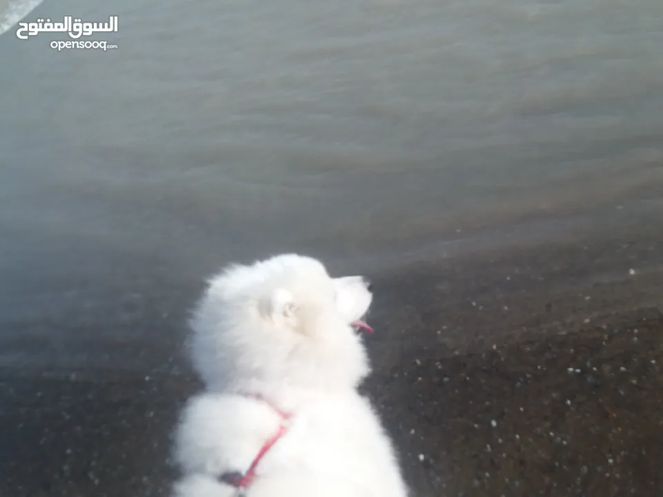 Samoyed dog