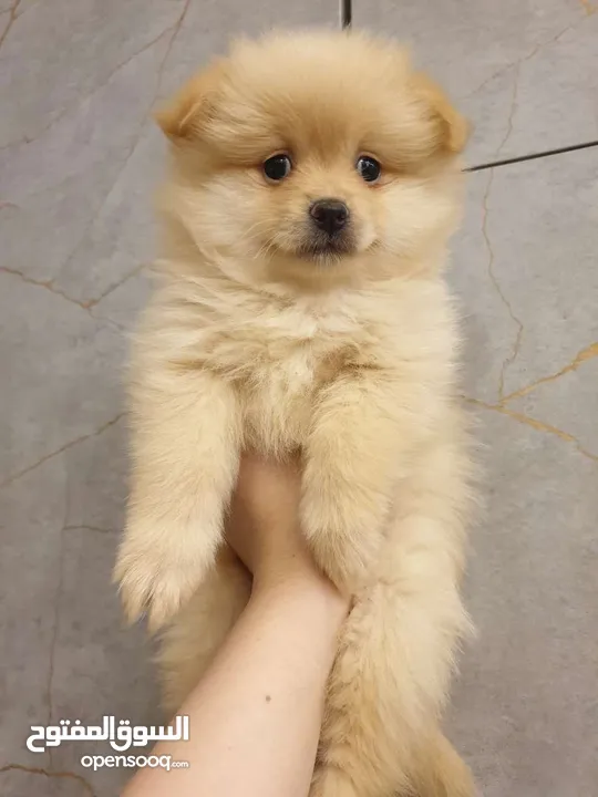جراء بوميريان اصغر حجم تيكب