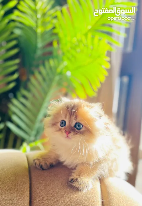 Scottish fold trible registered and imported parents from Russia