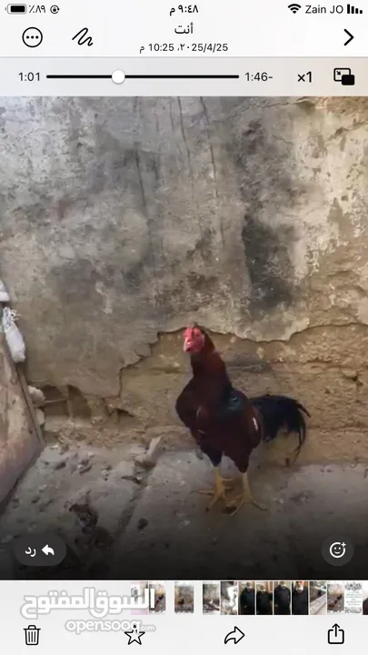 جاج وديك وبط