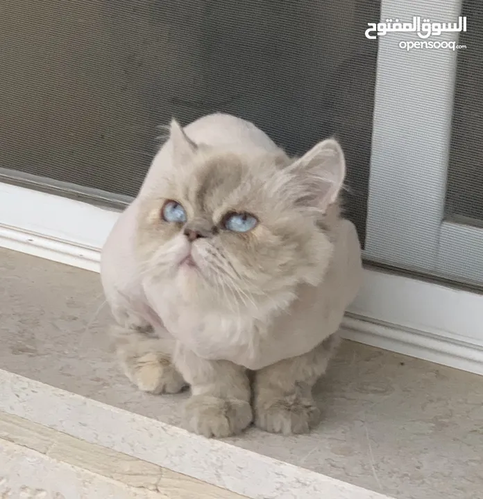 انثى هملايا للبيع