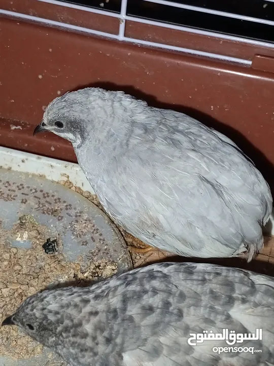 2ذكر سمان صيني (Button Quail) بحالة ممتاز، من طفرات نادرة وجميلة.