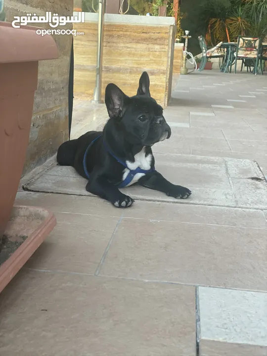 French Bulldog