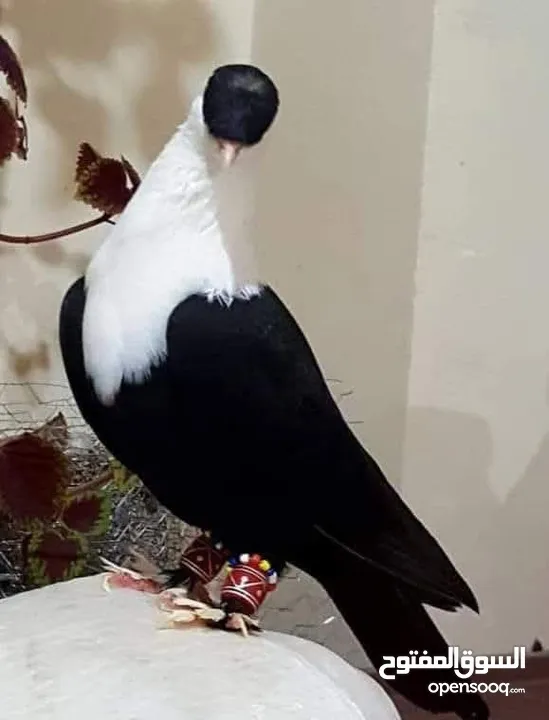 حمام  مستوى  مميز   وجميل