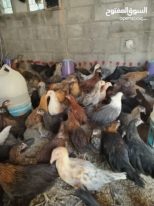 بسم الله مشاء الله متاح بفضل الله فراخ بلدي العمر شهرين صحه ونضافه بصلاه على النبي ماخذات مطاعيم نيو