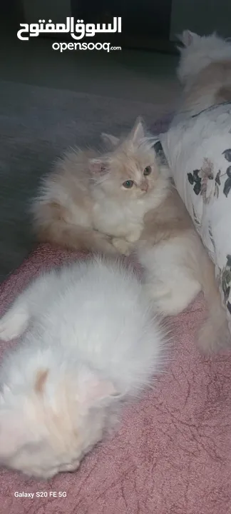 Persian kittens and Turkish angora tow months and half  كيتنز شيرازي وانجورا تركي العمر شهرين ونص