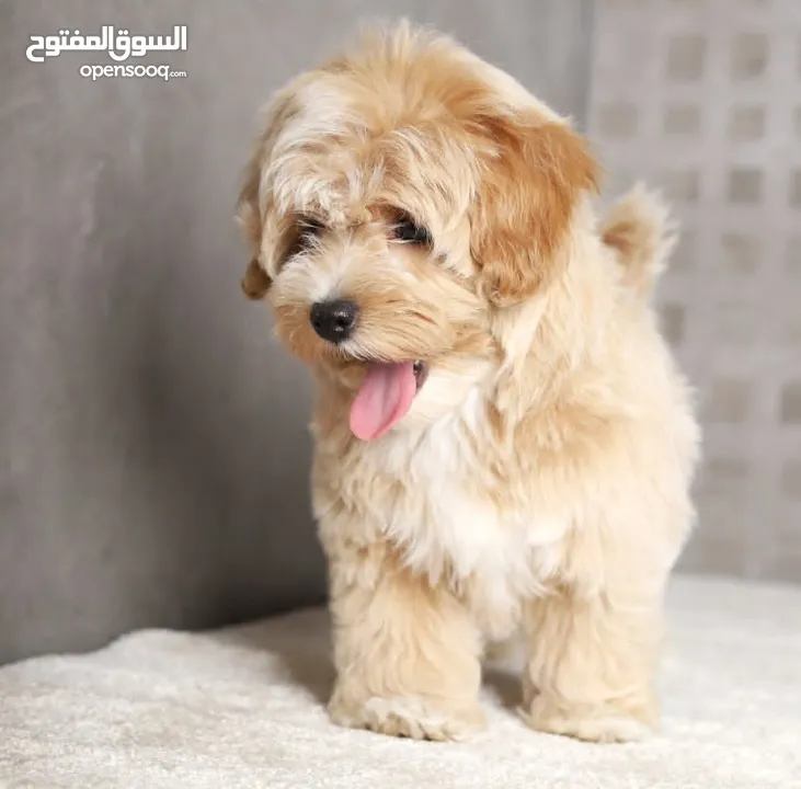 Maltipoo  جراء مالتيبو