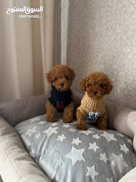 Toy poodle puppies for adoption