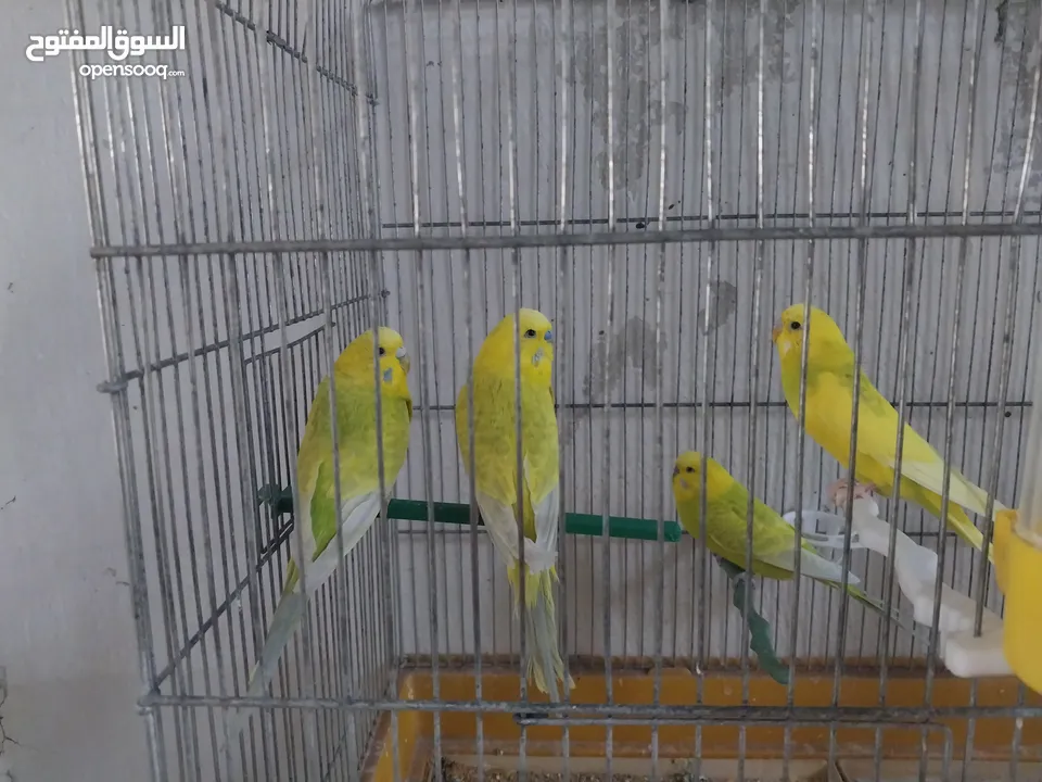 متوفر اربع طيور حب بسعر حرق اقرأ الوصف  ااااااااااااااااااااااااااااااااااااااااااااااااااااااا