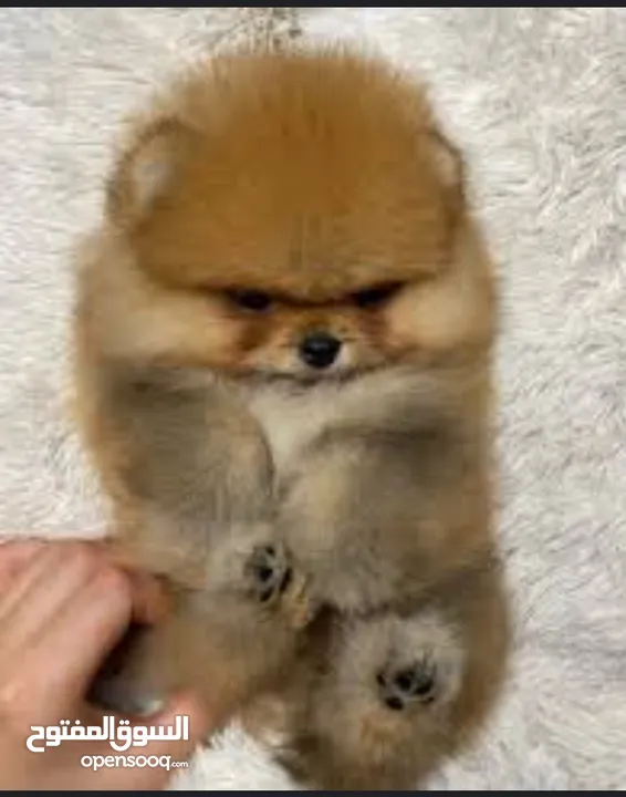 pomeranian puppy 2 months old