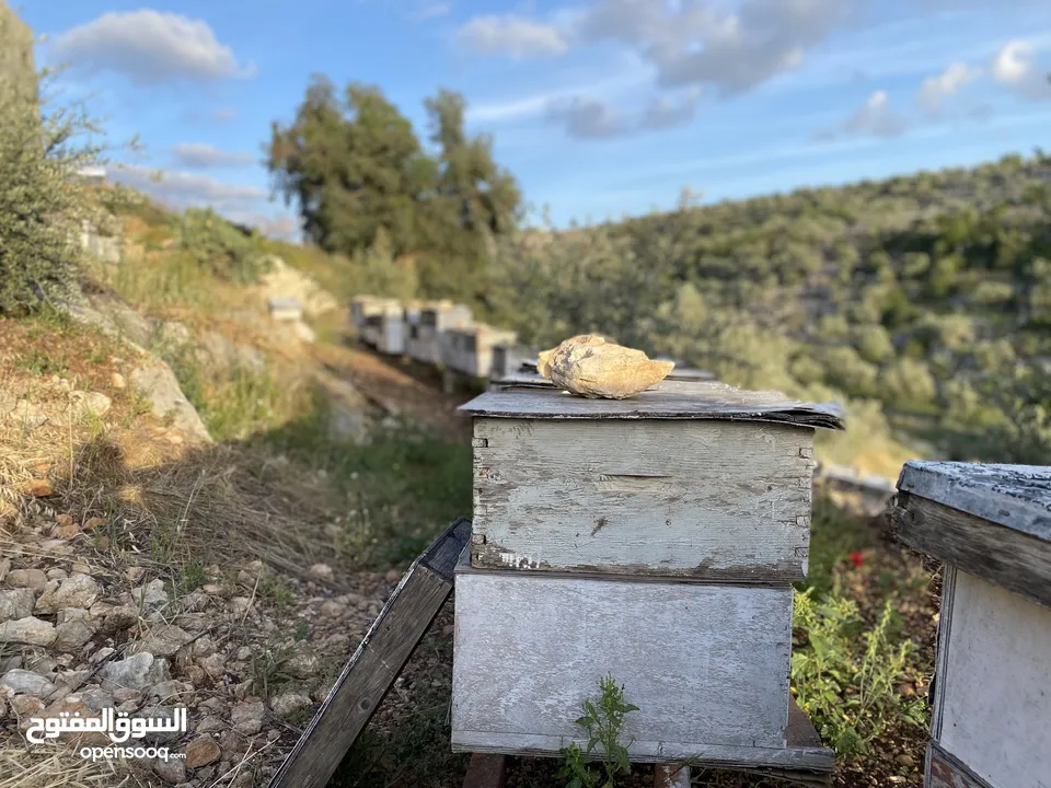 خلية نحل مكونة من عشرة براويز
