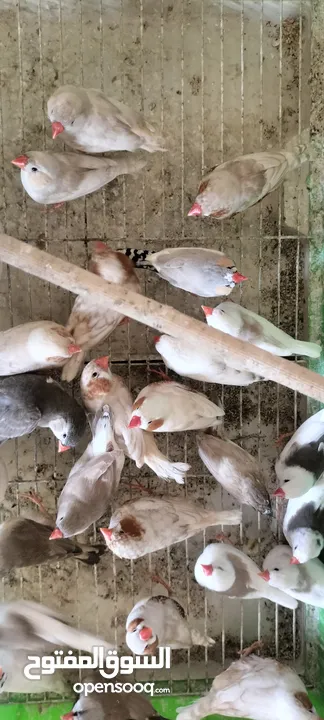 20 جوز فنقز و10 حبات كنار