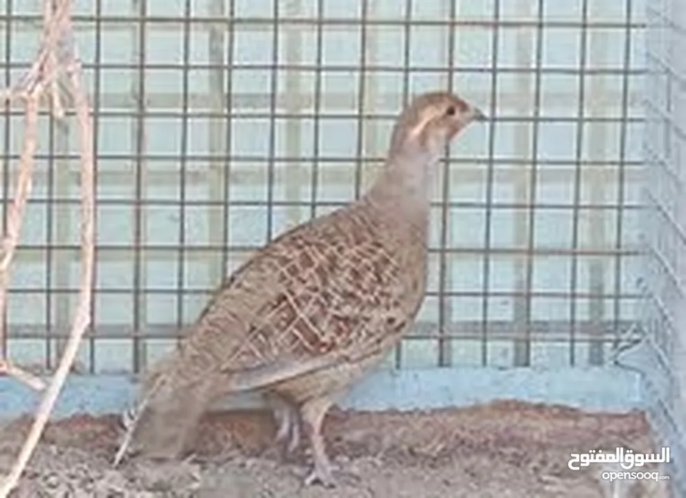 للبيع حمام السيح +صفارد عمانيه+ للبيع طيور الكزنجو الوان مختلفه