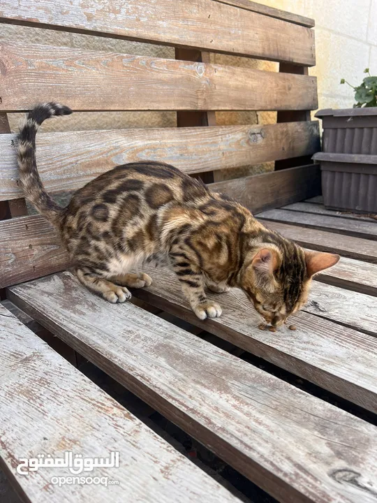 Bengal cat